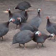 Guinea Hen