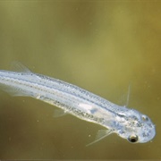 Candiru Fish