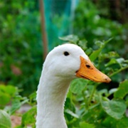 Anatidaephobia – the Fear of Ducks