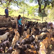 Go to Costa Rica's Dog Sanctuary