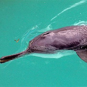 South Asian River Dolphin