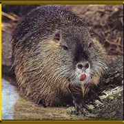 Coypu