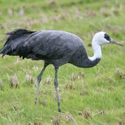Hooded Crane