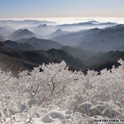 Snow in Taebaek Mountain