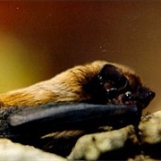 Lesser Noctule
