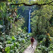 Hike to Akaka Falls, Hawaii