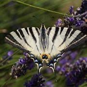 Scarce Swallowtail