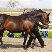 Yorkshire Coach Horse