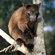 Bennett's Tree Kangaroo