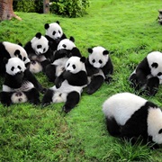 Wolong National Nature Reserve, China