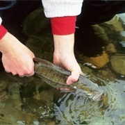 Indiana: It's Illegal to Catch Fish in Your Bare Hands.