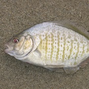 Barred Surfperch (Aka: Sand Perch)