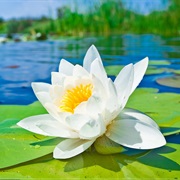 Water Lily