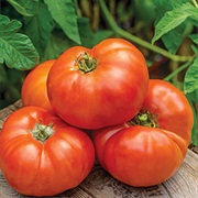 Jersey Boy Tomato