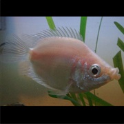 Kissing Gourami