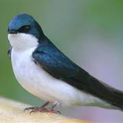 Tree Swallow