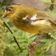 Kinglet Calyptura