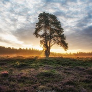 Drents-Friese Wold National Park