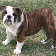 Brindle Bulldog