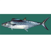 Spotted Spanish MacKerel / Indo-Pacific King MacKerel