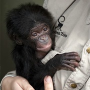 Bonobo
