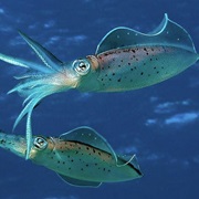 Squid