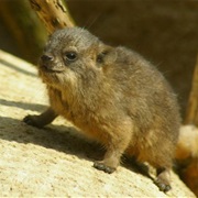 Hyrax