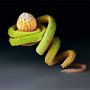 Magnified Butterfly Egg