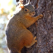 Mexican Fox Squirrel