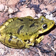 Snouted Treefrog (Scinax Fuscovarius)