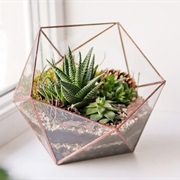 Terrarium