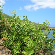 Indian Camphorweed (Pluchea Indica)