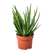 Aloe Vera Plant