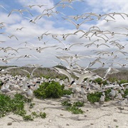 Coastal Waterbird Colonies, North Carolina