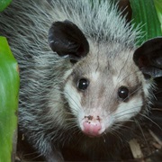 Common Opossum