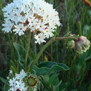 Sweet Sand-Verbena (Abronia Fragrans)