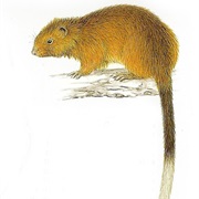 Dinagat Bushy-Tailed Cloud Rat (Possibly Extinct)
