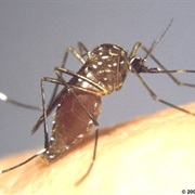 Only Female Mosquitoes Bite.