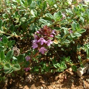 Breckland Thyme (Thymus Serpyllum)
