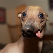 Peruvian Inca Orchid