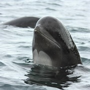 Pilot Whale
