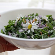Common Daisy (Bellis Perennis)