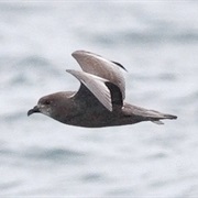 Murphy's Petrel
