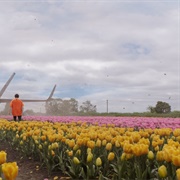 Tulip Feilds of Netherland