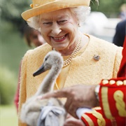 See a Queen's Swan/Swan Upping
