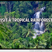 Visit a Tropical Rainforest