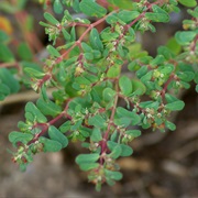 Thyme-Leafed Spurge (Euphorbia Serpyllifolia)