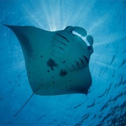 Manta Ray Bay Kona
