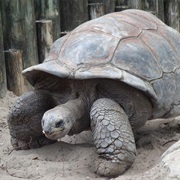 Tortoise