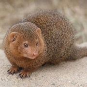 Durrell&#39;s Mongoose